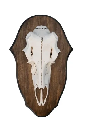 Illusion Black Forest Natural Causes Antler Mount Kit Buy Online